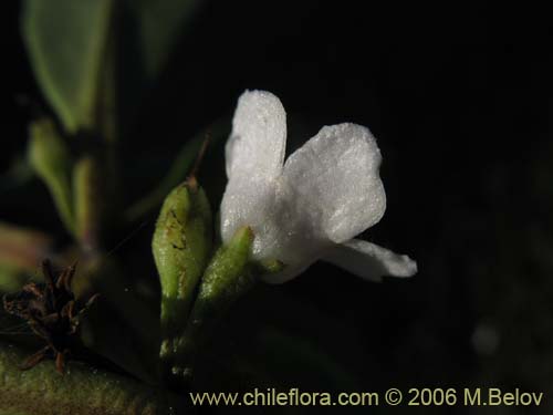 Image of Pittosporum sp. #2368 (). Click to enlarge parts of image.