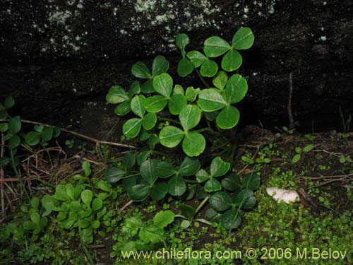 Oxalis carnosa var. carnosaの写真