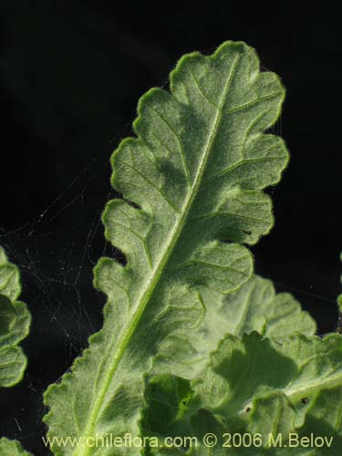 Senecio planiflorusの写真