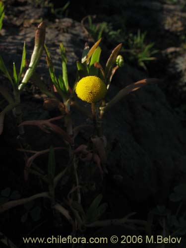 Image of Cotula coronopifolia (Botón de oro). Click to enlarge parts of image.