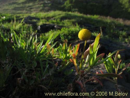 Image of Cotula coronopifolia (Botón de oro). Click to enlarge parts of image.