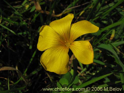 Фотография Oxalis mallobolva. (). Щелкните, чтобы увеличить вырез.