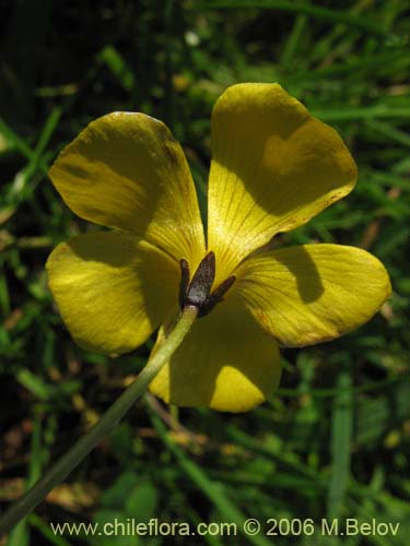 Oxalis mallobolva.的照片