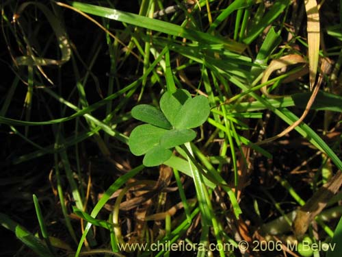 Oxalis mallobolva.의 사진