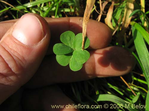 Bild von Oxalis mallobolva. (). Klicken Sie, um den Ausschnitt zu vergrössern.