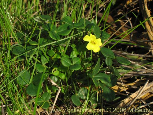 Oxalis carnosa var. carnosaの写真