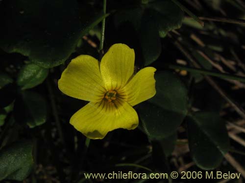 Bild von Oxalis carnosa var. carnosa (). Klicken Sie, um den Ausschnitt zu vergrössern.