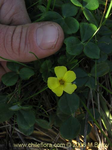 Oxalis carnosa var. carnosaの写真