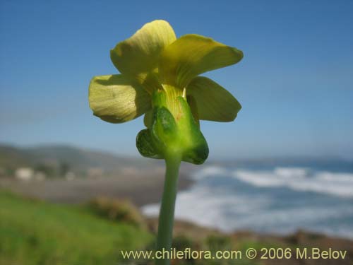 Imágen de Oxalis carnosa var. carnosa (). Haga un clic para aumentar parte de imágen.