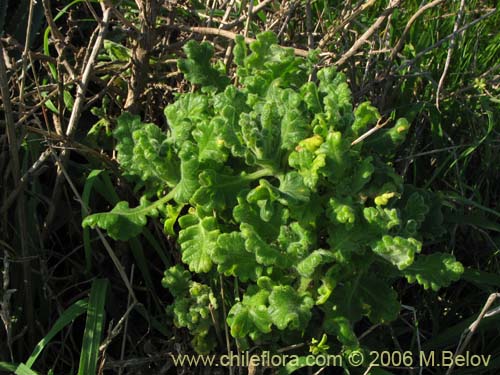 Senecio planiflorus的照片