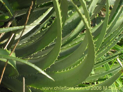 Image of Ochagavia litoralis (). Click to enlarge parts of image.