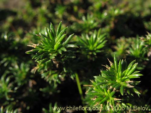 Imágen de Margyricarpus pinnatus (Hierba de la perlilla). Haga un clic para aumentar parte de imágen.