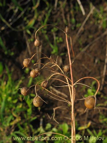 Imágen de Planta no identificada sp. #1583 (). Haga un clic para aumentar parte de imágen.