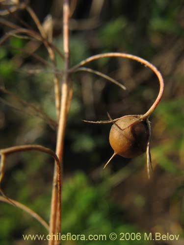 未確認の植物種 sp. #1583の写真