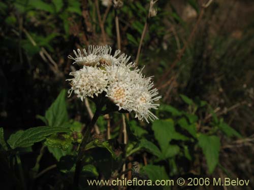 Imágen de Baccharis sagittalis (Verbena de tres esquinas). Haga un clic para aumentar parte de imágen.