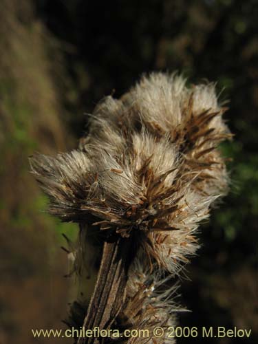 Imágen de Baccharis sagittalis (Verbena de tres esquinas). Haga un clic para aumentar parte de imágen.