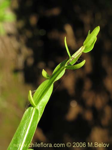 Image of Baccharis sagittalis (Verbena de tres esquinas). Click to enlarge parts of image.