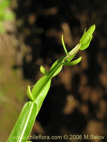 Фотография Baccharis sagittalis (Verbena de tres esquinas). Щелкните, чтобы увеличить вырез.