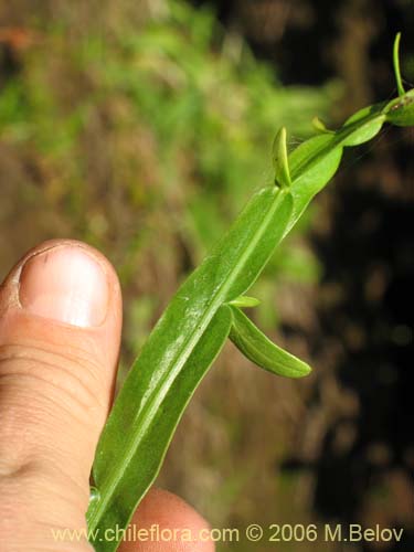 Фотография Baccharis sagittalis (Verbena de tres esquinas). Щелкните, чтобы увеличить вырез.