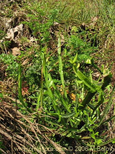 Фотография Baccharis sagittalis (Verbena de tres esquinas). Щелкните, чтобы увеличить вырез.