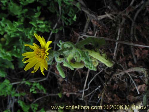 Image of Senecio planiflorus (). Click to enlarge parts of image.