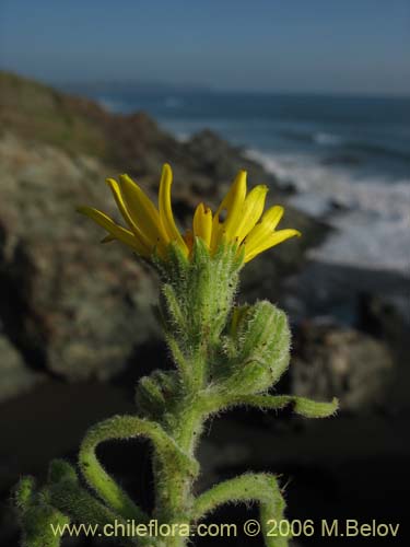 Image of Senecio planiflorus (). Click to enlarge parts of image.