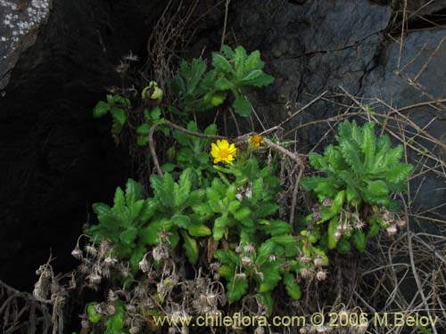 Senecio planiflorus的照片