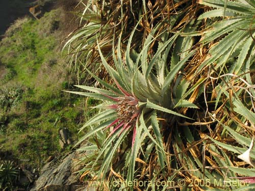 Imágen de Ochagavia litoralis (). Haga un clic para aumentar parte de imágen.