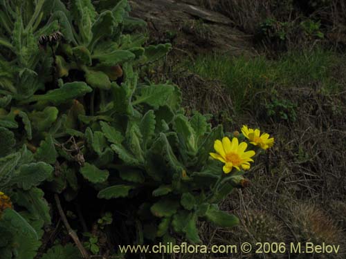 Senecio planiflorusの写真