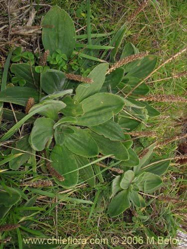 Plantago australis subsp. cumingiana의 사진