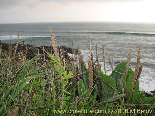 Bild von Plantago australis subsp. cumingiana (Llantén / Llantén mayor). Klicken Sie, um den Ausschnitt zu vergrössern.