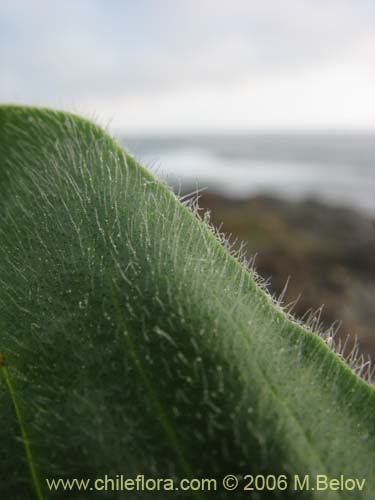 Image of Plantago australis subsp. cumingiana (Llantn / Llantn mayor). Click to enlarge parts of image.