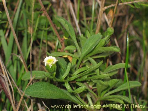 Imágen de Bellis perennis (Margarita de los prados / Margaritilla / Primavera). Haga un clic para aumentar parte de imágen.