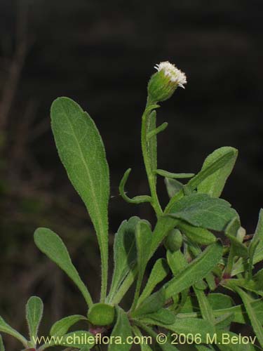 Imágen de Bellis perennis (Margarita de los prados / Margaritilla / Primavera). Haga un clic para aumentar parte de imágen.