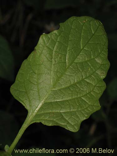 Imágen de Solanum maglia (Papa cimarrona). Haga un clic para aumentar parte de imágen.