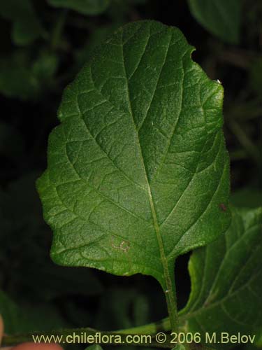 Bild von Solanum maglia (Papa cimarrona). Klicken Sie, um den Ausschnitt zu vergrössern.