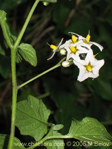 Фотография Solanum maglia (Papa cimarrona). Щелкните, чтобы увеличить вырез.