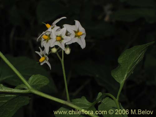 Imágen de Solanum maglia (Papa cimarrona). Haga un clic para aumentar parte de imágen.