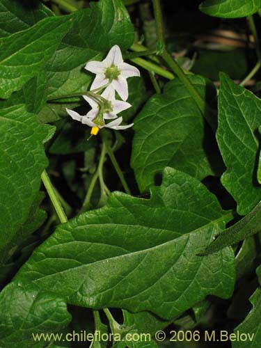 Фотография Solanum maglia (Papa cimarrona). Щелкните, чтобы увеличить вырез.