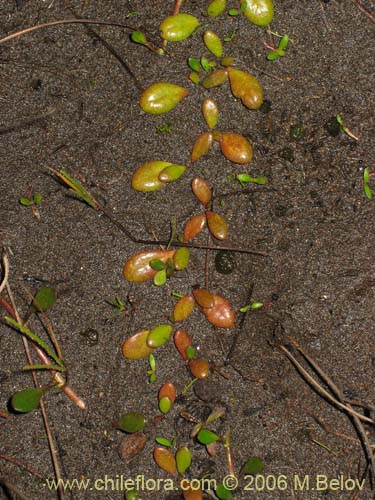 Bild von Selliera radicans (). Klicken Sie, um den Ausschnitt zu vergrössern.