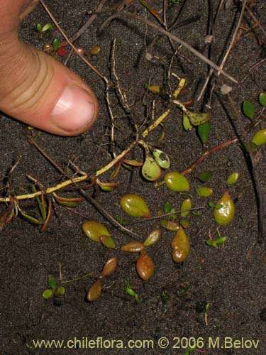 Image of Selliera radicans (). Click to enlarge parts of image.