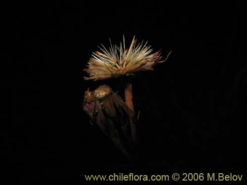 Imágen de Asteraceae sp. #1880 (). Haga un clic para aumentar parte de imágen.