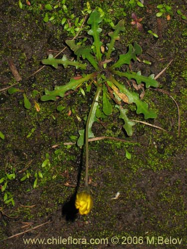 Asteraceae sp. #1880の写真