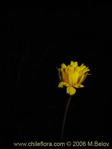 Asteraceae sp. #1880の写真