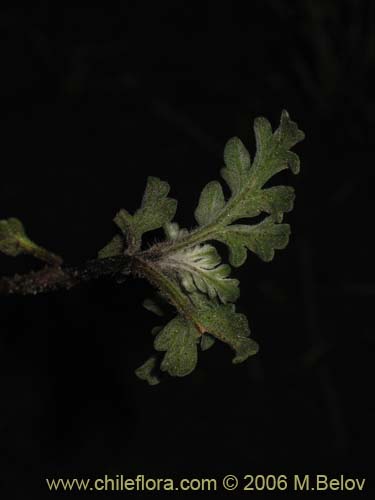 Image of Unidentified Plant sp. #3018 (). Click to enlarge parts of image.