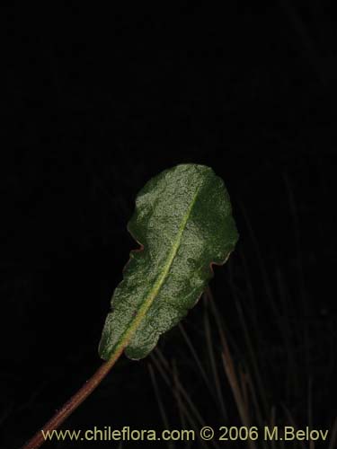 Imágen de Planta no identificada sp. #2435 (). Haga un clic para aumentar parte de imágen.