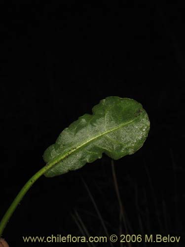 Imágen de Planta no identificada sp. #2435 (). Haga un clic para aumentar parte de imágen.