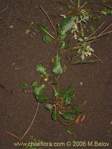 Image of Unidentified Plant sp. #2435 (). Click to enlarge parts of image.