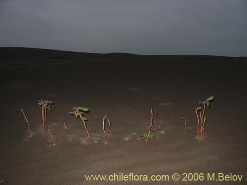 Imágen de Planta no identificada sp. #2435 (). Haga un clic para aumentar parte de imágen.