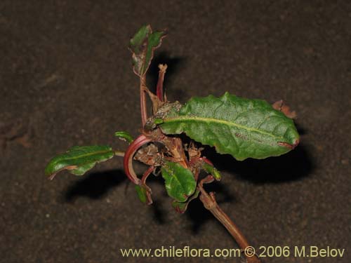 Image of Unidentified Plant sp. #2435 (). Click to enlarge parts of image.